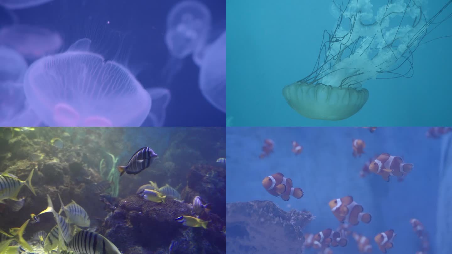 4K海底世界海洋馆水母游动小丑鱼鱼群