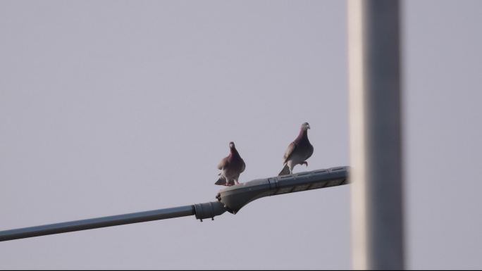 降落灯柱上的鸽子4K信鸽 和平鸽白鸽