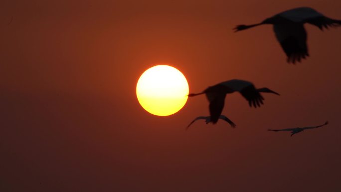 白鹤与太阳