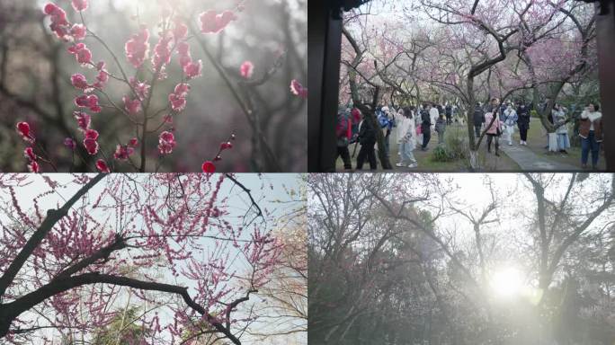 南京雨花台梅岗梅花，赏花人流