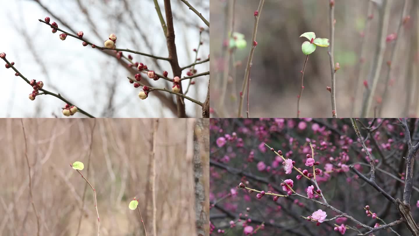 含苞待放花苞