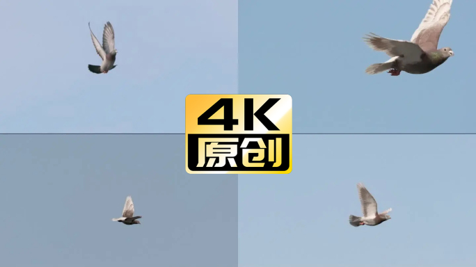 4K独飞的鸽子高速摄影信鸽赛鸽和平鸽白鸽