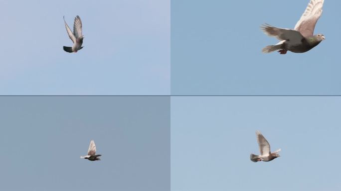 4K独飞的鸽子高速摄影信鸽赛鸽和平鸽白鸽