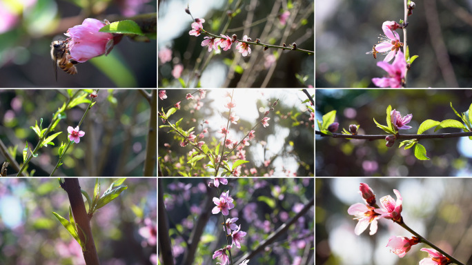 【可商用】春天 桃花 万物生长 春暖花开