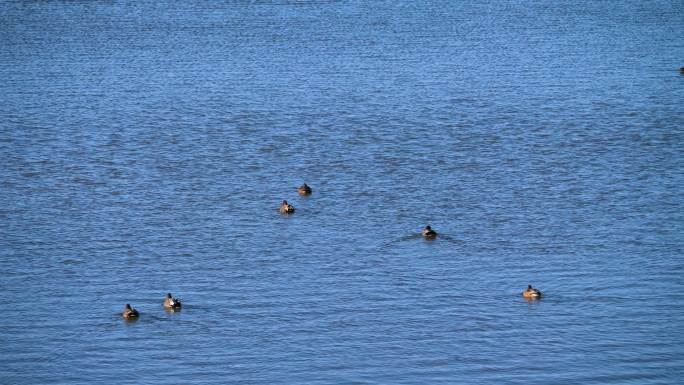 湛蓝湖水-一群游来游去的赤膀鸭