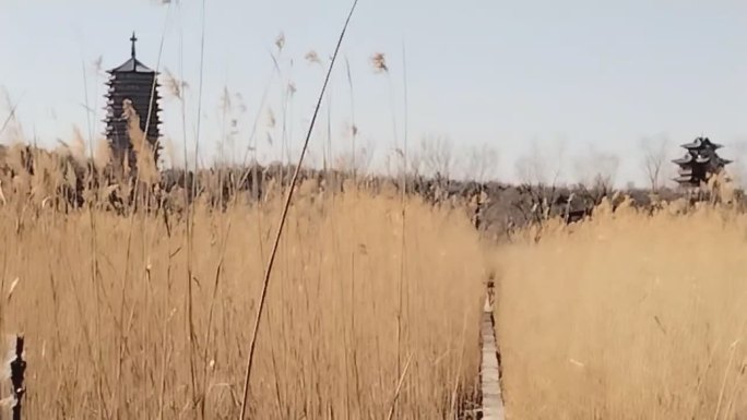 永定河芦苇荡