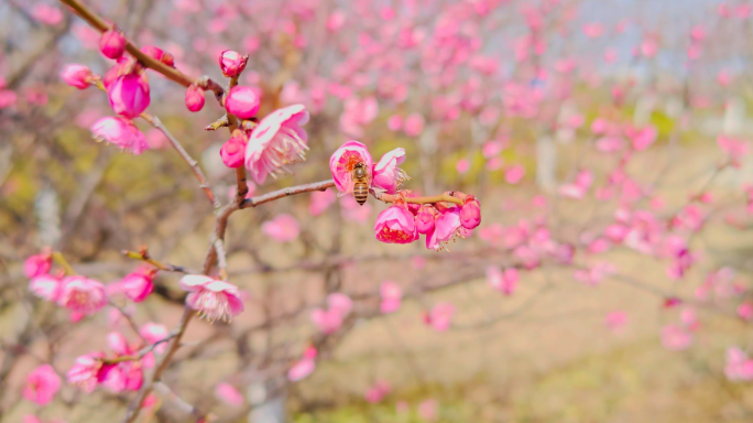 春天春暖花开梅花盛开