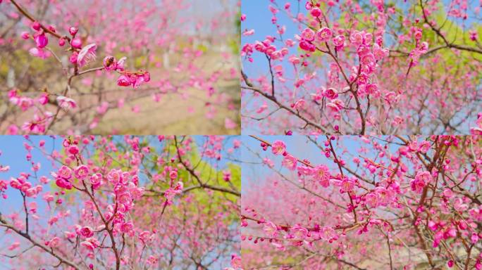 春天春暖花开梅花盛开