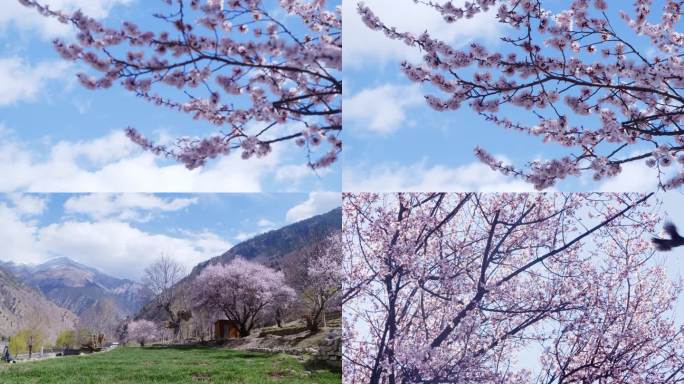 西藏林芝市朗县桃花