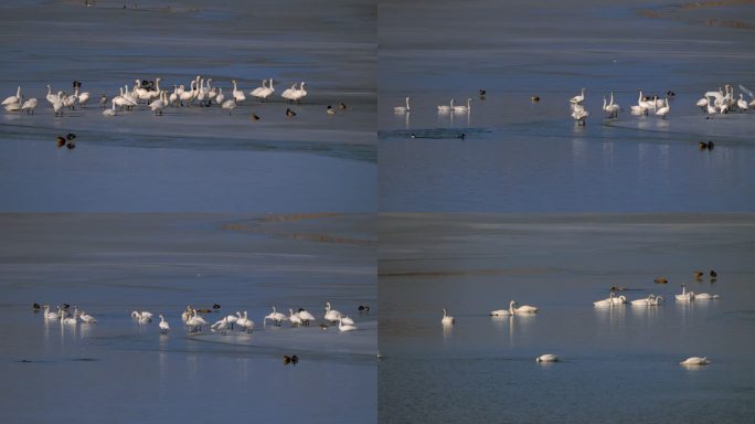早春-冰雪初融-一群天鹅来到冰封的湖面