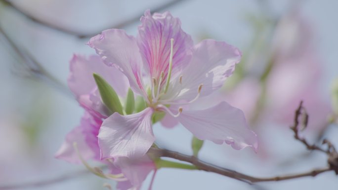 风景 花 绽放 花开 樱花 唯美 百花