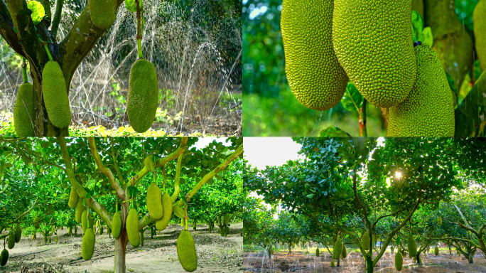 热带水果波罗蜜养殖基地
