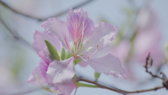 花朵特写 鲜花盛开 粉紫荆 4k 宣传片