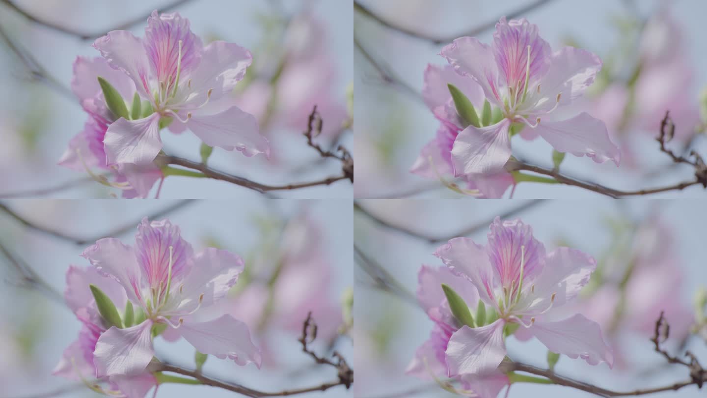 花朵特写 鲜花盛开 粉紫荆 4k 宣传片