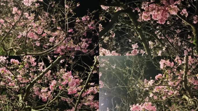 月光花树风吹红花风吹穿过 桃花 夜晚树木