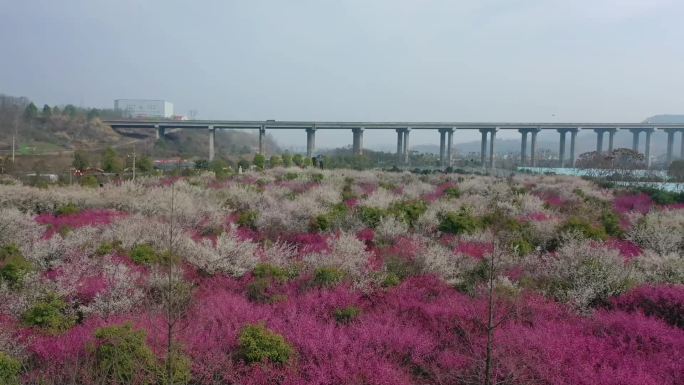 航拍宜昌龙泉镇青龙村200亩梅花绽放