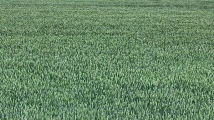 4k 麦浪 绿色的小麦