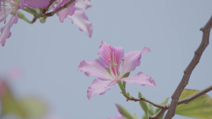 花朵特写 鲜花盛开 粉紫荆 4k 宣传片