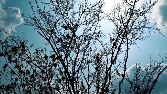 冬天的枯树枝实拍视频素材