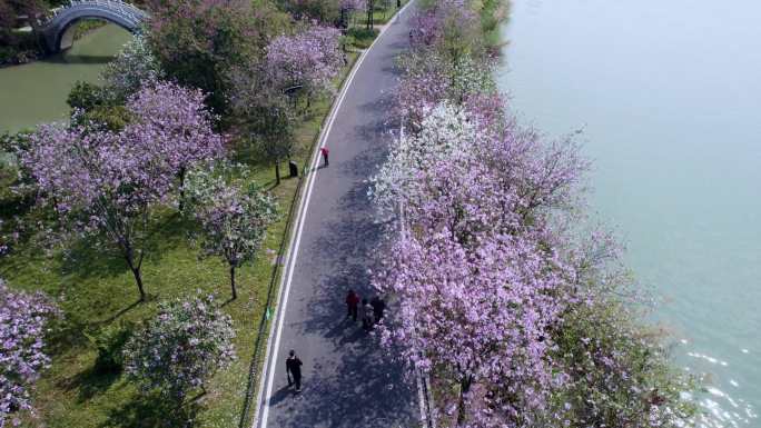 广州海珠国家湿地公园紫荆花海航拍集锦一