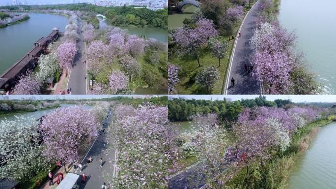 广州海珠国家湿地公园紫荆花海航拍集锦一