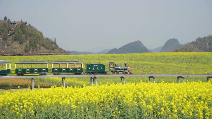 油菜花