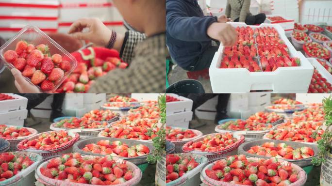 【4K】草莓采摘摆盘视频