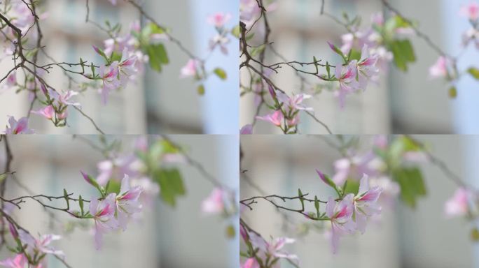 花朵特写 鲜花盛开 粉紫荆 4k 宣传片