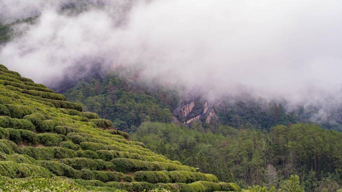 【4K】茶山云雾