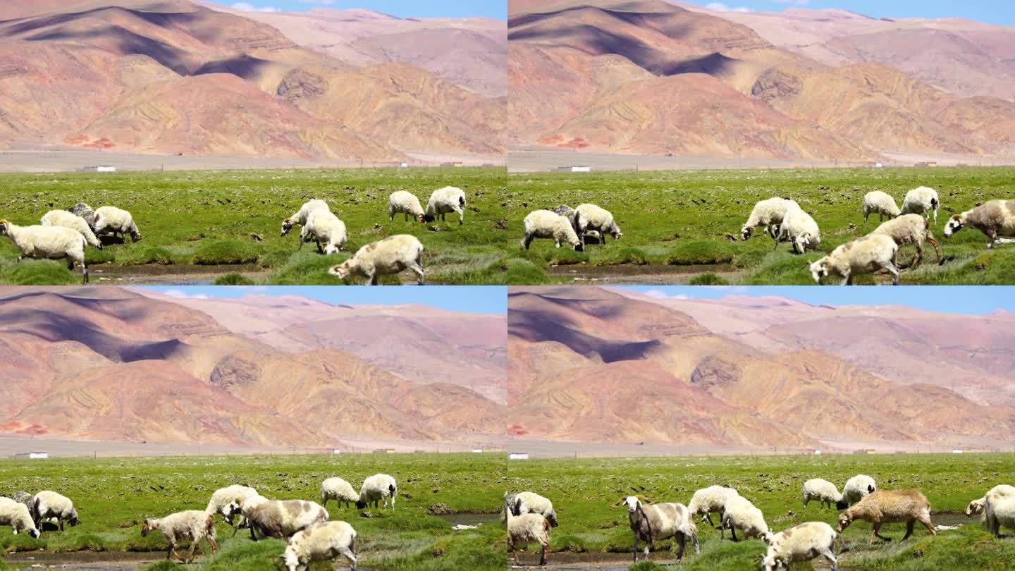 绿草地 牧场 放牧 牧羊人 放羊