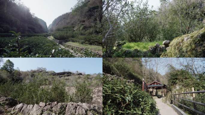 武夷山牛栏坑山场岩茶水仙茶树茶叶苔藓合集