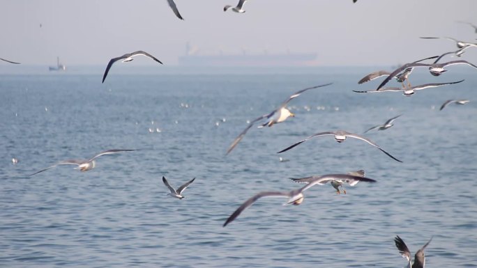 海边 游客喂海鸥