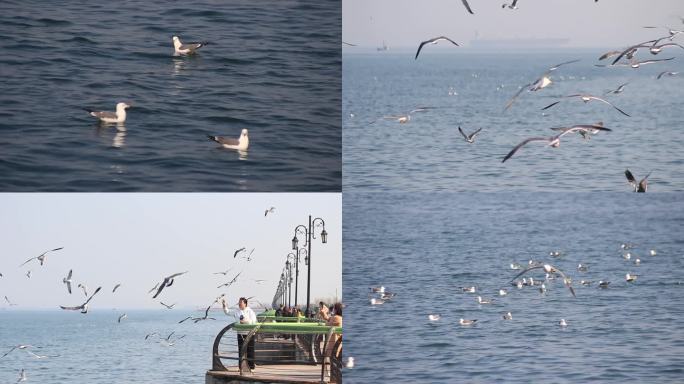 海边 游客喂海鸥