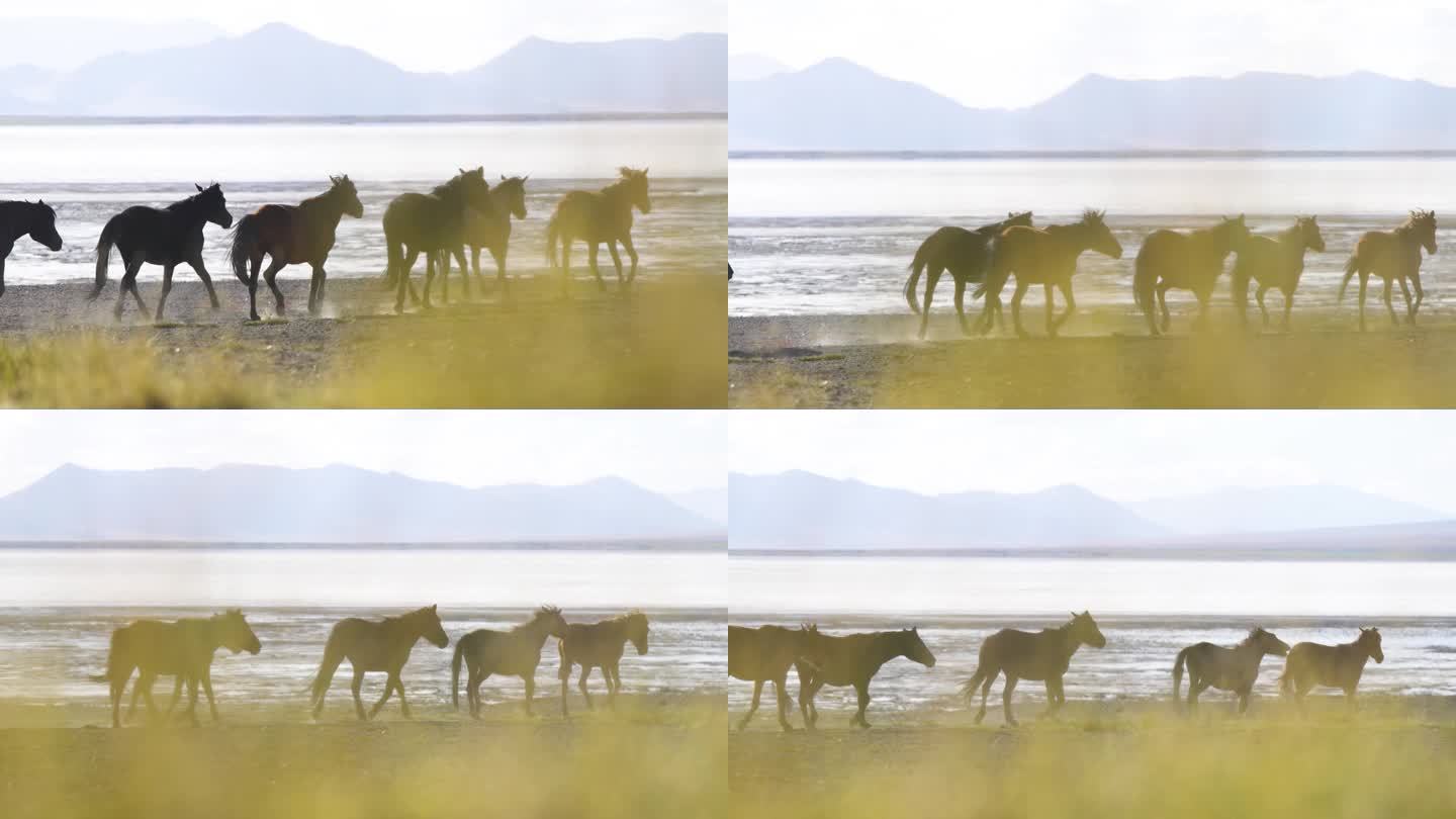 马群迁徙 马群在绿洲 马蹄 草原 航拍