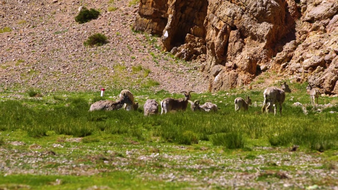 山羊岩羊群 山羊岩羊奔跑 生态环境好