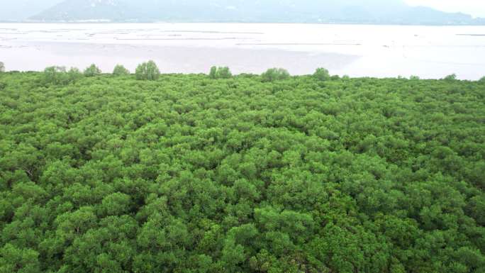 江门台山镇海湾红树林自然保护区航拍