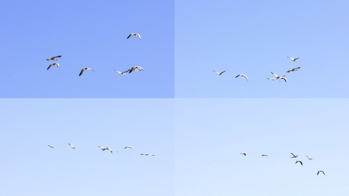 灰鹭飞翔 水鸟飞翔 水鸭子飞翔  起飞
