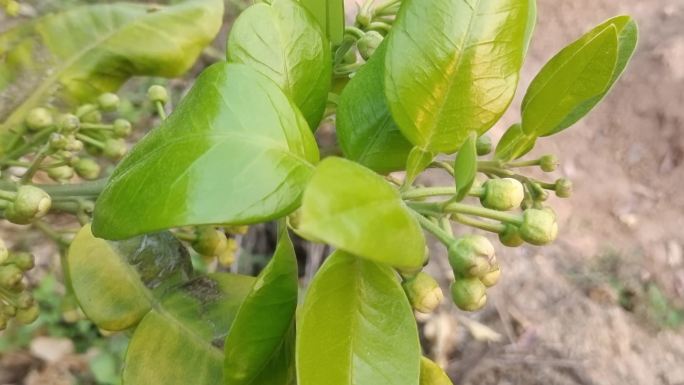 柚子花柚花柚子叶果树农业橘子特写唯美柚花