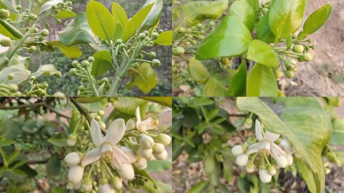 柚子花柚花柚子叶果树农业橘子特写唯美柚花