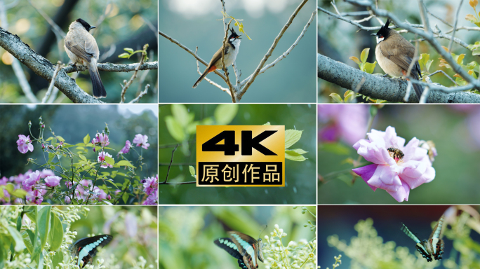 节气 4k春天花开小鸟蝴蝶蜜蜂下雨集合