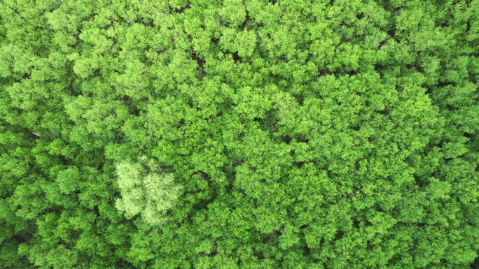 江门台山镇海湾红树林自然保护区航拍