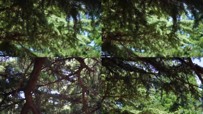 【镜头合集】巨大的松树松柏油松  (1)