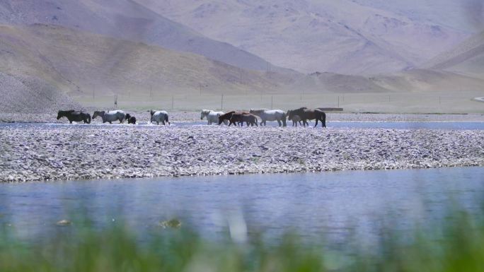 赛马节的马 马儿 马群几只马马在河边吃草