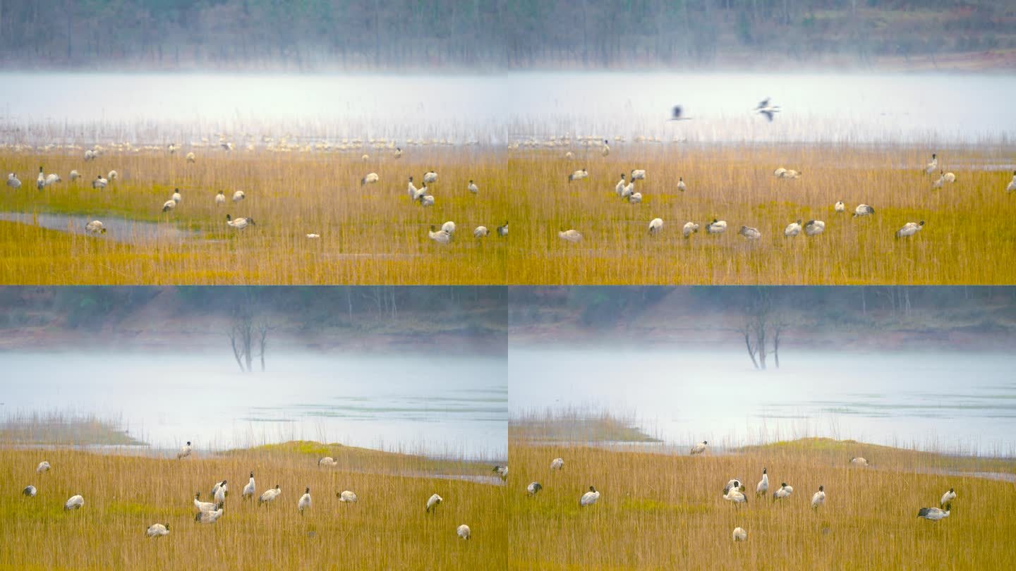 4K拍摄 云南念湖边的黑颈鹤