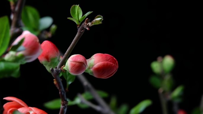 红色贴梗海棠开花延时摄影