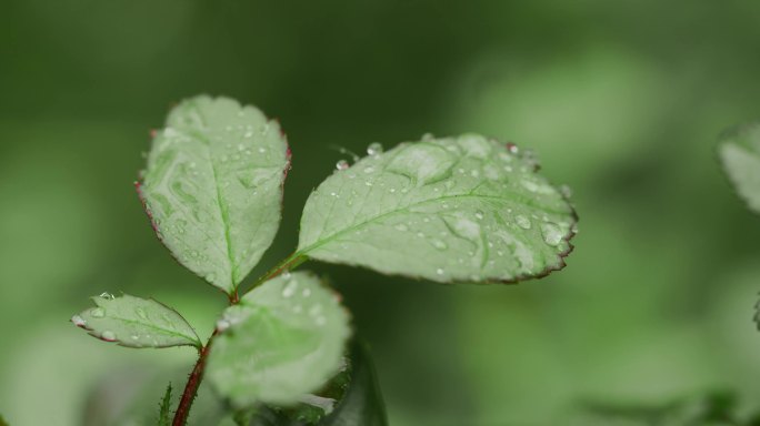 露水 水珠 春雨润物细无声 4k