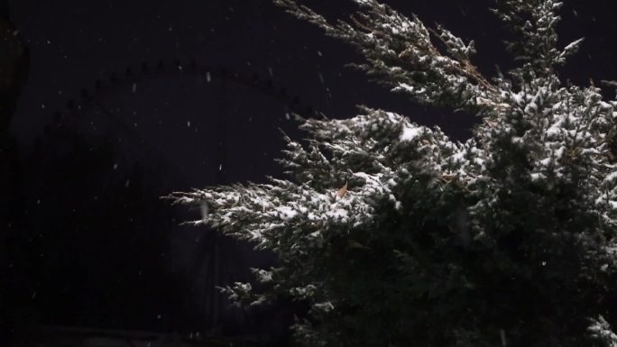 冬季雪天松树升格下雪
