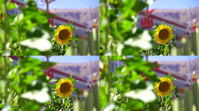 高原植物高原绿化 格桑花 西藏向日葵