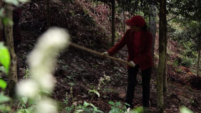 植树造林林下种树沙树林人工林