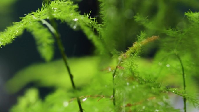 雨中的植物